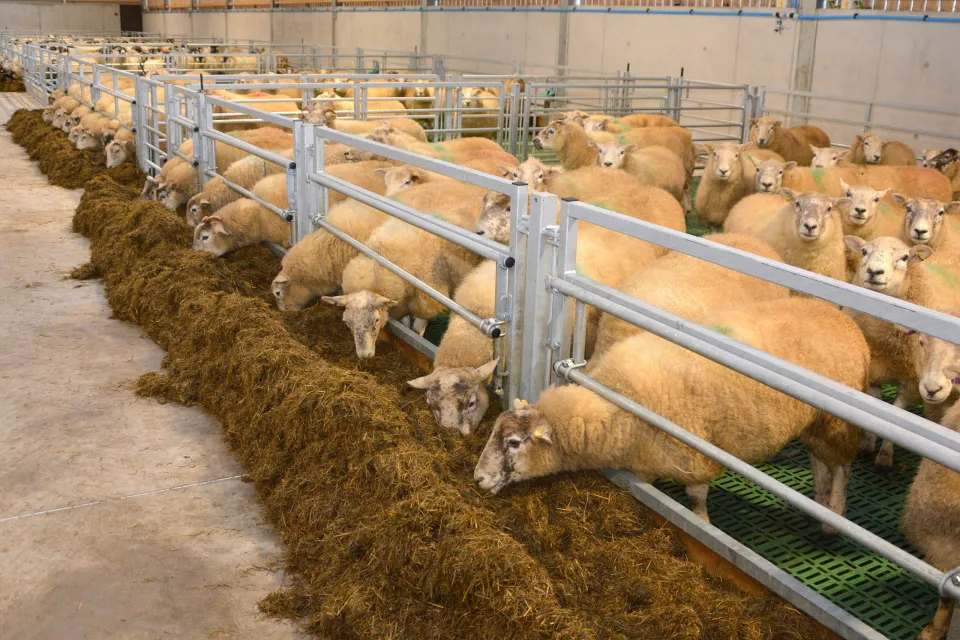 Feed Grade Magnesium Oxide for sheep (2)