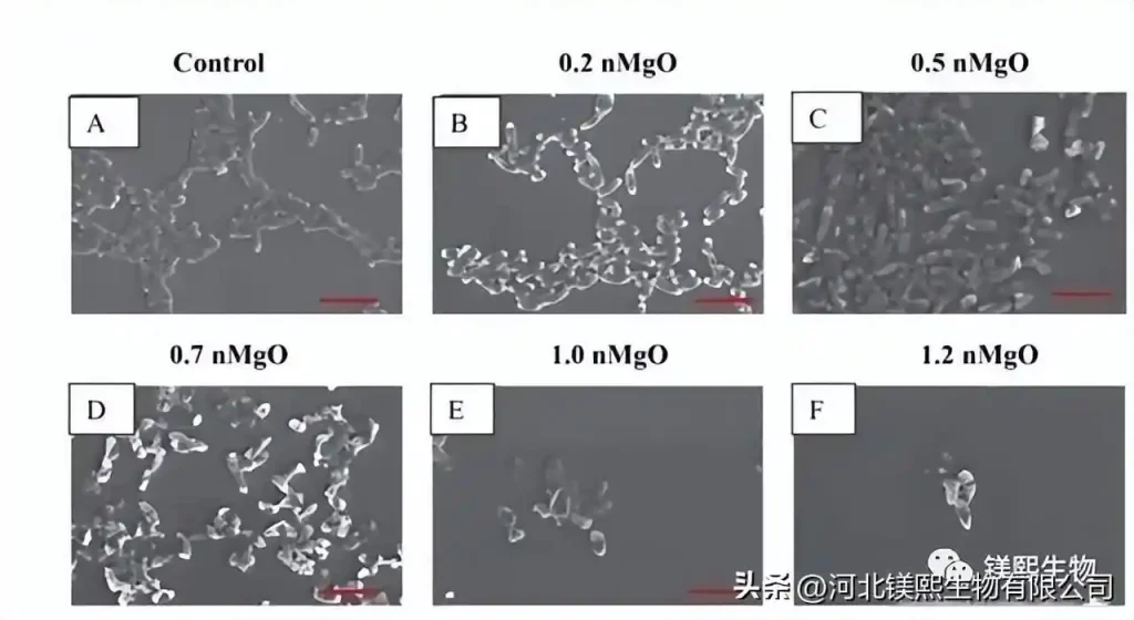 Preparation Technology of Spherical Nano Magnesium Oxide 2