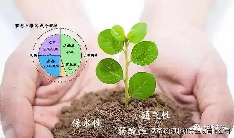 Application of Magnesium Oxide in Acidic Soil Improvement