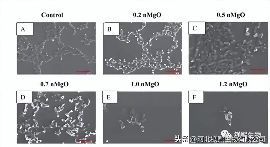 Preparation Technology and Prospect of Nanometer Magnesium Oxide